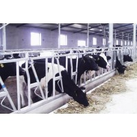 供應中農基業牛頸枷 牛臥床 牛體刷等養殖設備專賣