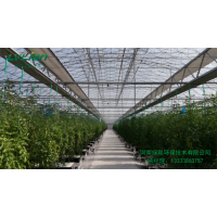 溫室大棚果蔬種植吊秧技術：讓豐收"懸"起來的高效秘訣